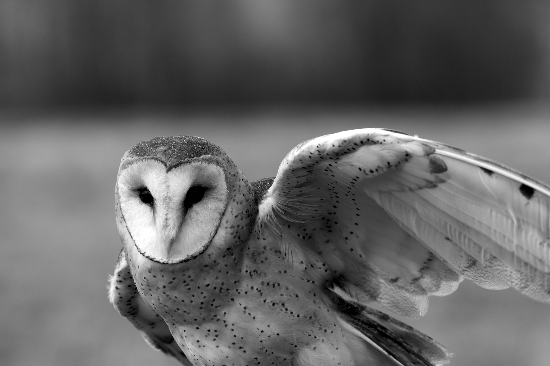 MOSHEA_birds_006.jpg